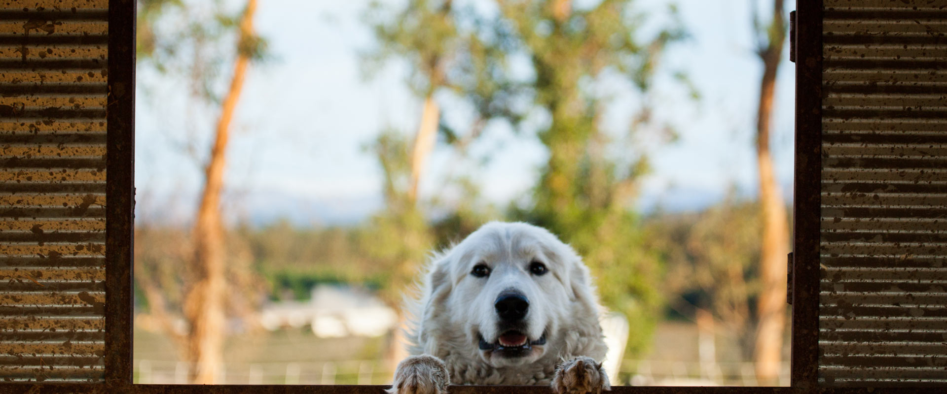 dog peeking through window